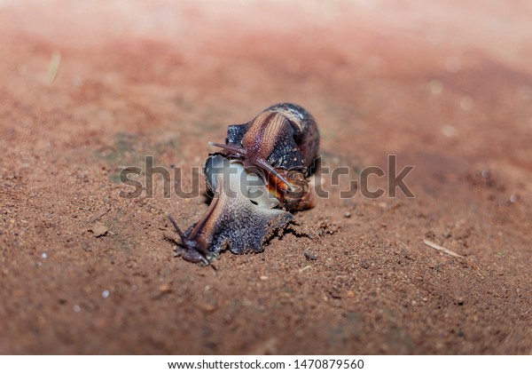 キジ狩りにキジ狩りを持ち込む幸せな作業犬写真素材 Shutterstock