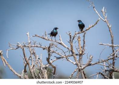 Two African Starlings perched on dead tree