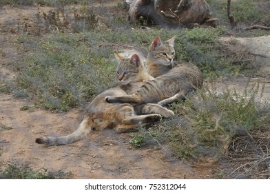 Two African Wild Cats Befriended