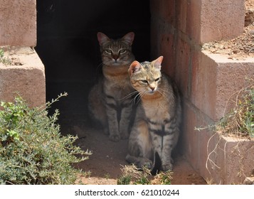 Two African Wild Cats In The Shade