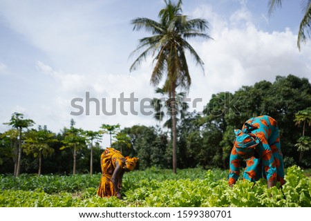 Two African Women Weeding A Salad Plantation In a West African Farming Village