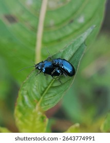 Two Agelastica alni leaf beetles mating on an alder leaf. This striking pair of metallic blue beetles belongs to the Chrysomelidae family and is commonly associated with alder trees.