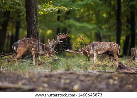 Two aggressive male mammal fallow deer, dama dama, fighting against each other in the summer with copyspace. Pair of angry stag in duel in forest from side view with blurred background.