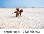 Two aggressive wild horses (Equus caballus) fighting and kicking at each other at Assateague Island National Seashore, Maryland