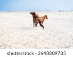 Two aggressive wild horses (Equus caballus) fighting and kicking at each other at Assateague Island National Seashore, Maryland