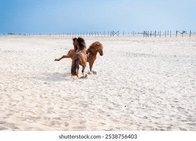 Two aggressive wild horses (Equus caballus) fighting and kicking at each other at Assateague Island National Seashore, Maryland - Powered by Shutterstock