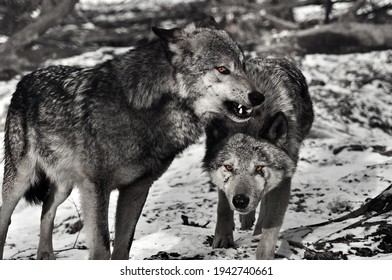 Two Agressive Wolves Scars Stock Photo 1942740661 | Shutterstock