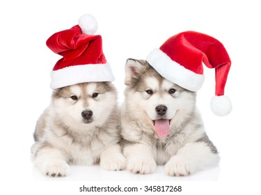 Two alaskan malamute puppies in red santa hats. isolated on white background