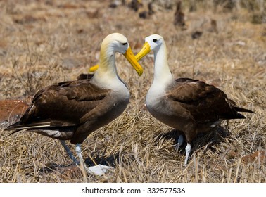 Two Albatross Sitting On A Nesting. Close-up. Galapagos. An Excellent Illustration.