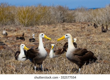 Two Albatross Sitting On A Nesting. Close-up. Galapagos. An Excellent Illustration.