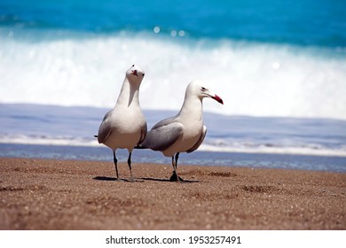 Two albatrosses on sandy beach in front of blue water and waves