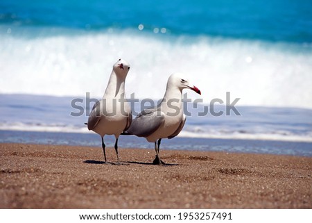 Two albatrosses on sandy beach in front of blue water and waves