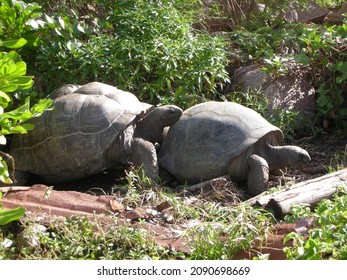 Two Aldabra Giant Tortoises mating  ( latin name Aldabrachelys gigantea) species  is one of the largest tortoises in the world. Seychelles Giant tortoise mating in La Digue island, Seychelles. 