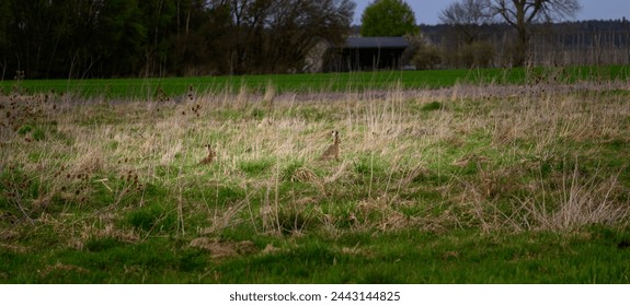 Two alert hares stand amidst a field of tall grass, their ears perked. The morning sun casts long shadows across the meadow. - Powered by Shutterstock