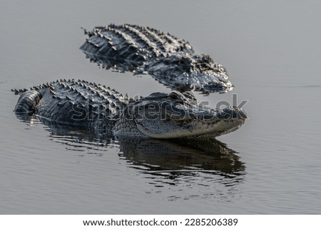 Two Alligators in lake at wildlife preserve.