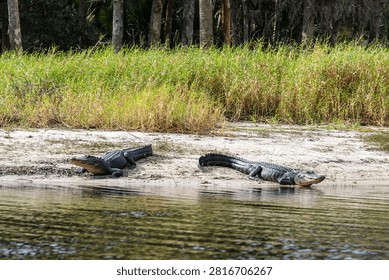 Two alligators resting on the sandy banks of a creek in Florida
