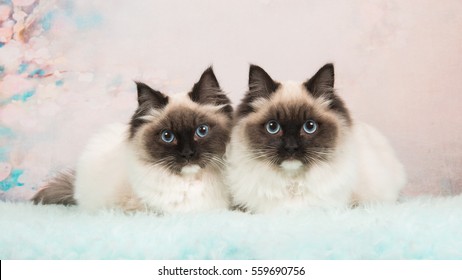 Two Almost Identical Rag Doll Cats Lying Next To Each Other On A Soft Colored Romantic Background