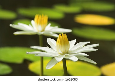 Zen Fleur De Lotus Stock Photos Images Photography