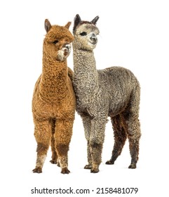 Two alpacas Dark fawn and medium silver grey alpacas together - Lama pacos