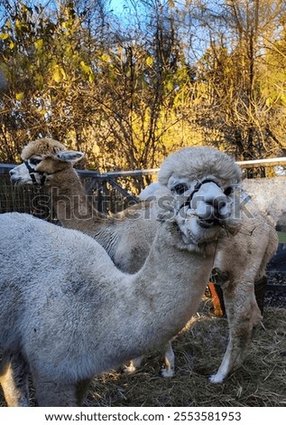 Similar – Image, Stock Photo twosome Animal portrait