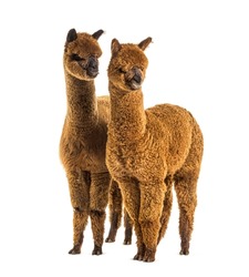 Two Alpacas Light And Dark Brown Together - Lama Pacos, Together Isolated
