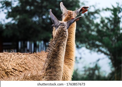 547 Alpaca long neck Stock Photos, Images & Photography | Shutterstock