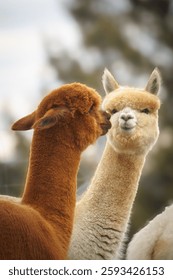 Two alpacas sharing a quiet, affectionate moment in an outdoor setting, showcasing their gentle charm and nature.
