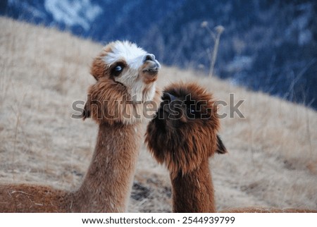 Two alpacas in winter mountaing
