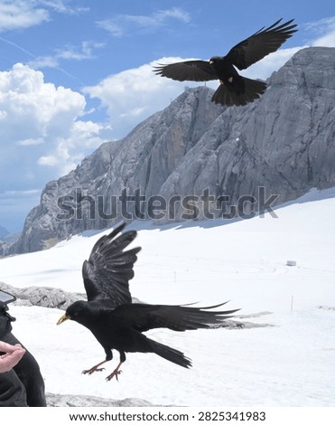 Two Alpine Choughs Approaching a Human Hand in Flight
