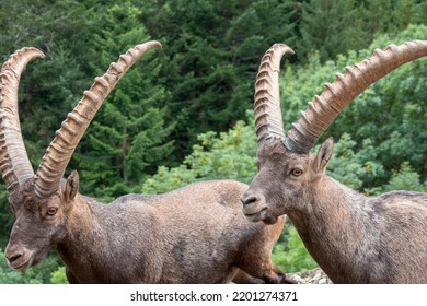 Two Alpine Ibex Fight With Horns On Rock