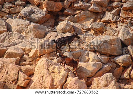 two Alpine Ibex while fighting at spring time in stony ambiance
