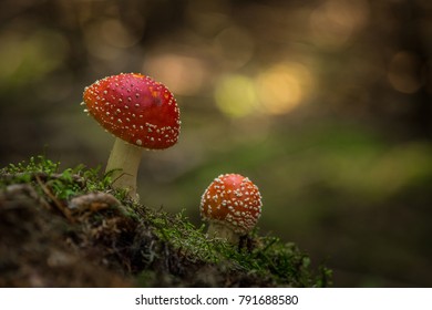 Unusual Parasite Mushroom Clusters Strawberry Design set of 3