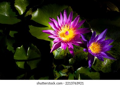 Two Amazing Beautiful Purple And Pink Lotus Flowers Are Blooming In The Lotus Pond. The Rays Of Light Reveal A Beautiful Bright Yellow Stamen Inside. The Concept Of Cheerfulness And Imagination.