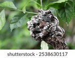 Two Amazon milk frog (Trachycephalus resinifictrix) sitting on branch, Panda bear tree frog on leaves. The mission golden eyed tree frog closeup