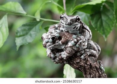 Two Amazon milk frog (Trachycephalus resinifictrix) sitting on branch, Panda bear tree frog on leaves. The mission golden eyed tree frog closeup - Powered by Shutterstock