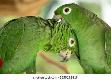 Two Amazon Parrots preening each other