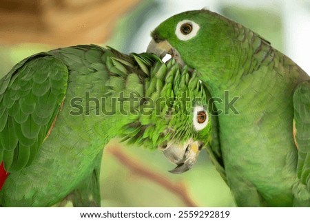 Two Amazon Parrots preening each other