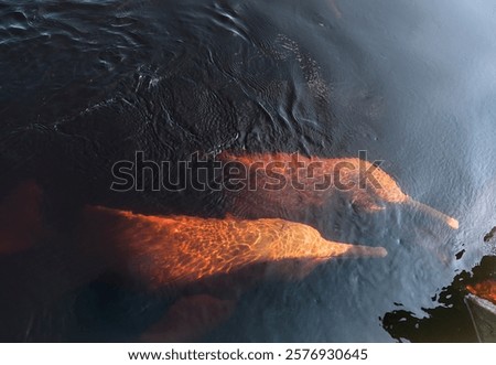 Two Amazon Pink River Dolphins Swimming Near Shore in Dark Blackwater of Rio Negro, Amazonas, Brazil