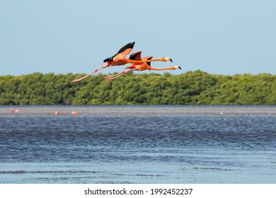 Two American aka Caribbean flamingos Phoenicopterus ruber flying over the lagoon of Celestun, Yucatan, Mexico
