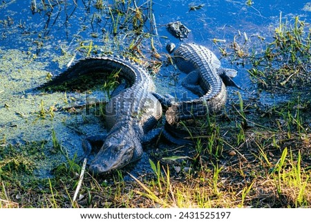 Two American Alligators sunbathing in the Louisiana swamp
