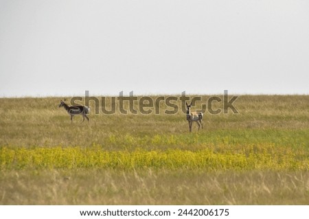 Similar – Reh Rehwild Rehe Rehkitz