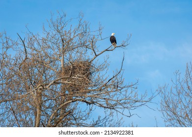 Two American Bald Eagles Guarding The Nest During the Reproductive Season. Seen in the Skagit Wildlife Area of western Washington state. March is prime nesting season for these majestic birds.