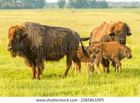 Two American Bison (buffalo)  cows with their calves, shedding their winter coats, in North Dakota