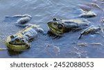 Two American Bullfrog Adult Males Croaking and Fighting for Territory. Ed Levin County Park, Santa Clara County, California.