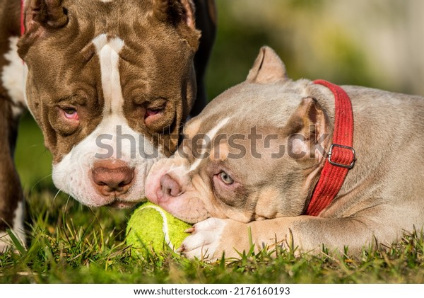 Two American Bully puppies dogs are playing with\
tennis ball on grass.