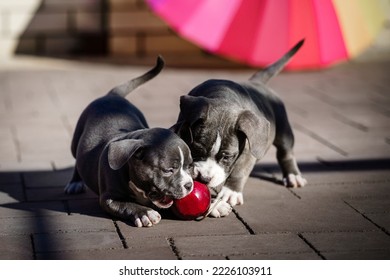 Two American Bully puppies playing together with an apple - Shutterstock ID 2226103911