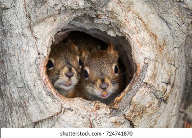 3,215 American red squirrel Images, Stock Photos & Vectors | Shutterstock