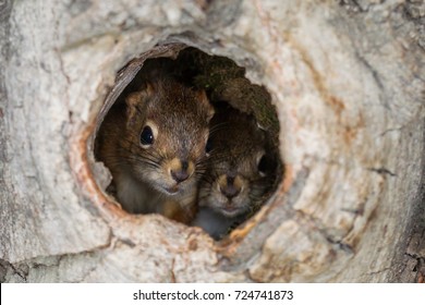 1,908 Squirrel tree hole Images, Stock Photos & Vectors | Shutterstock