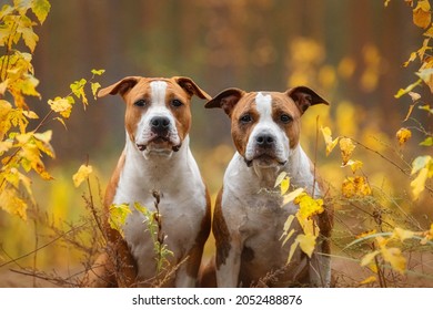 Two American Staffordshire Terrier Dogs In Autumn