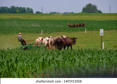 Two Amish men working in adjoining corn fields driving their team of horses with a 40mph sign between them